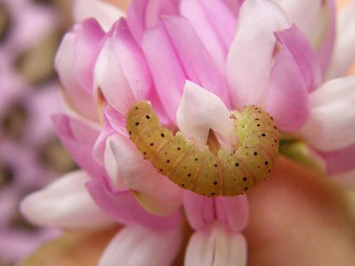 Baltimore Bomolocha (Bomolocha baltimoralis)