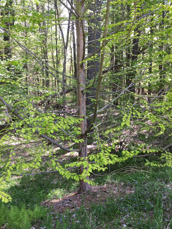 Dawn Redwood (Metasequoia glyptostroboides) in May at Bedrock Gardens in southeast New Hampshire