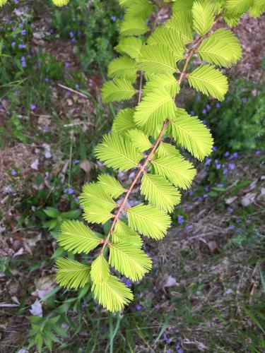 Dawn Redwood