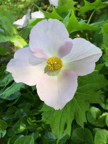 flower in May at Bedrock Gardens in southeast New Hampshire