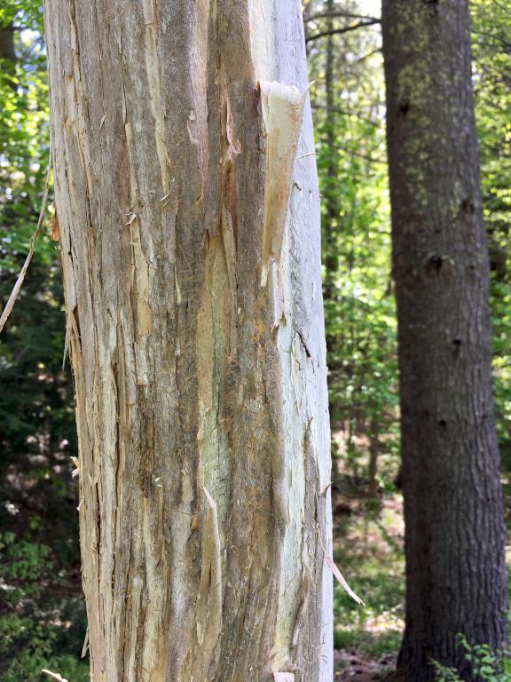 Seven Sons tree (Heptacodium miconioides) in May at Bedrock Gardens in southeast New Hampshire