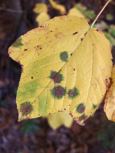 Speckled Tar Spot