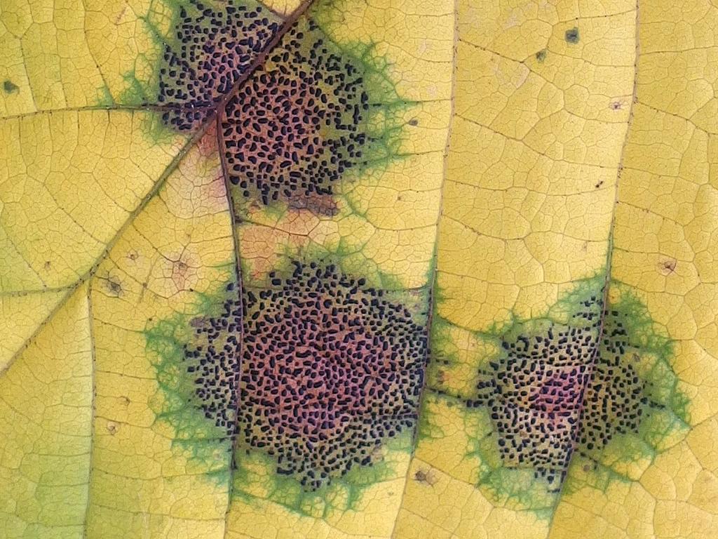 Speckled Tar Spot fungus on a leaf in October on Beech Hill in Dulbin, New Hampshire