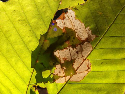 autumn leaf pair