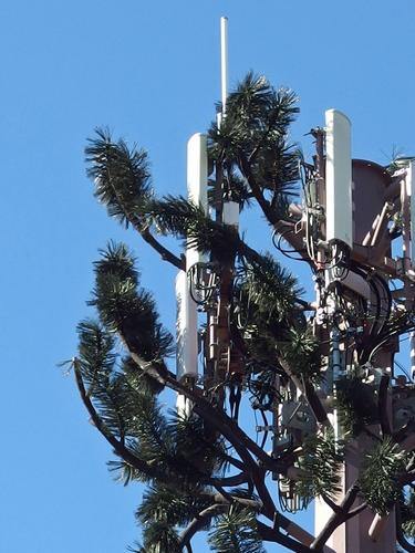 fake-tree communication tower on Beech Hill in Dublin, New Hampshire