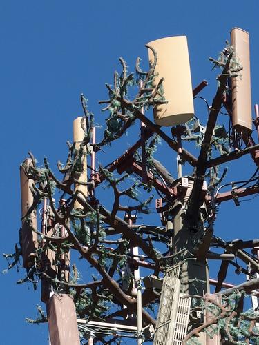 fake-tree communication tower on Beech Hill in Dublin, New Hampshire