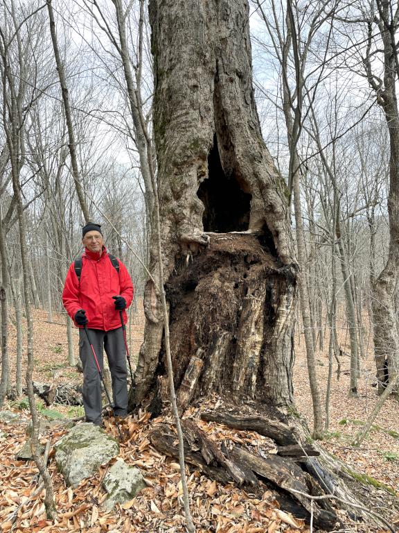 Fred in November beside a big tree on Beech Hill near Andover in southern NH