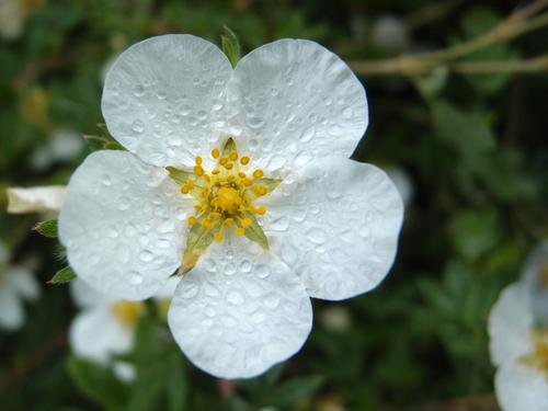 Shrubby Cinquefoil (Potentilla fruticosa) at Bar Harbor in Maine