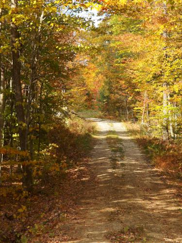 access road at Bell Mountain in western Maine