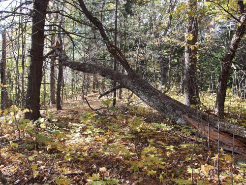 woods at Bell Mountain in western Maine