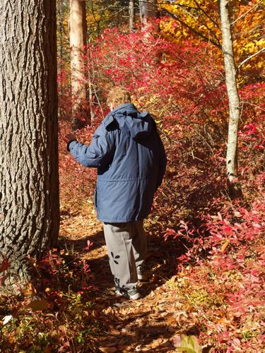 hiker in Bellamy River Wildlife Sanctuary in eastern Massachusetts