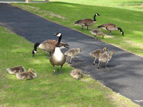 geese at Benson Park in New Hampshire