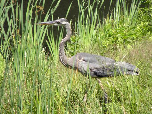 Great Blue Heron