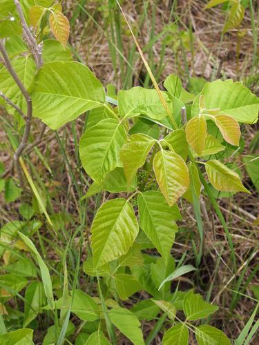 huge poison ivy patch at Benson Park in southern New Hampshire