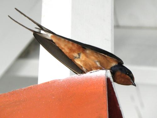 Barn Swallow