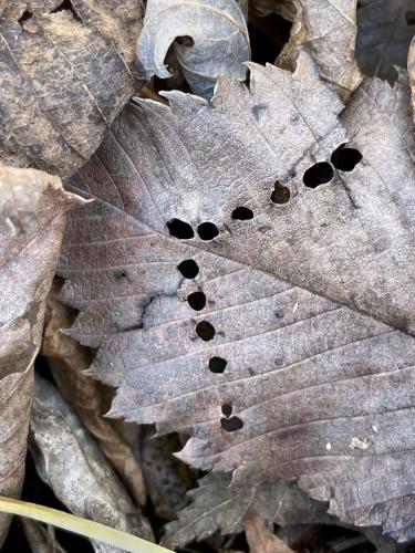 leaf in November at Berlin Meadows in eastern Massachusetts