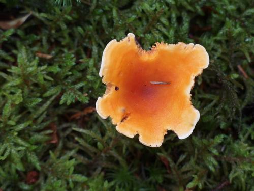 False Chanterelle