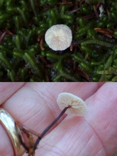 Marasmius capillaris