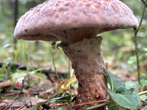 Woods Mushroom (Agaricus silvaticus) in September at Bertozzi WMA in northeast MA