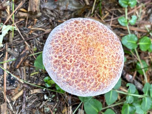 Woods Mushroom (Agaricus silvaticus) in September at Bertozzi WMA in northeast MA