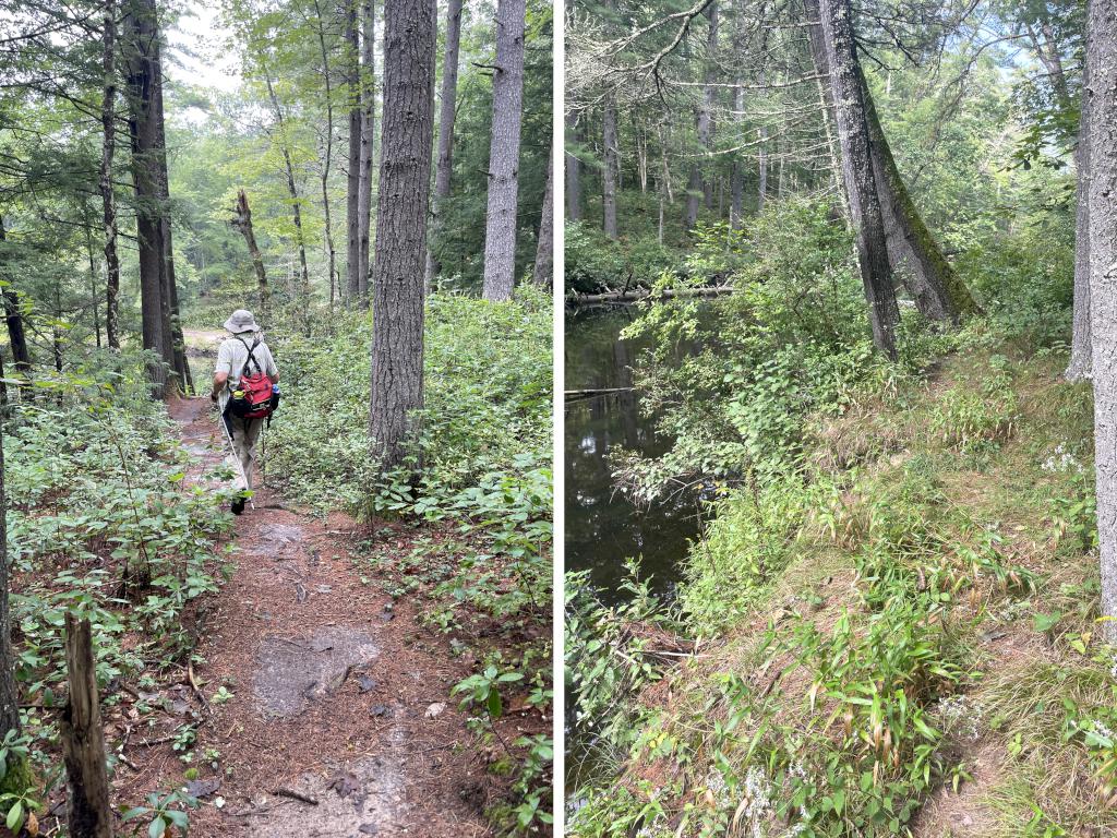 trails in September at Bertozzi WMA in northeast MA