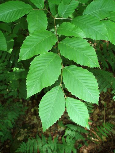 American Beech