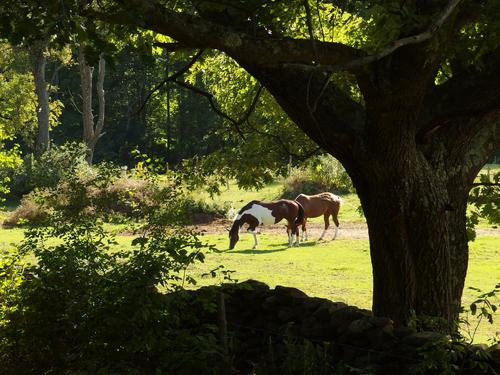 horses in the field in September at Bill Hill near Thetford in eastern Vermont