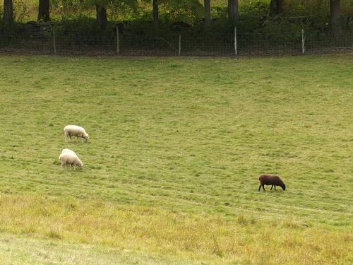 sheep in the filed beside Bill Hill in eastern Vermont