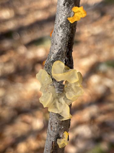 Witches' Butter