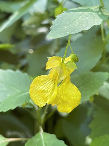 Pale Touch-me-not (Impatiens pallida) in September at Bird Mountain in southern Vermont