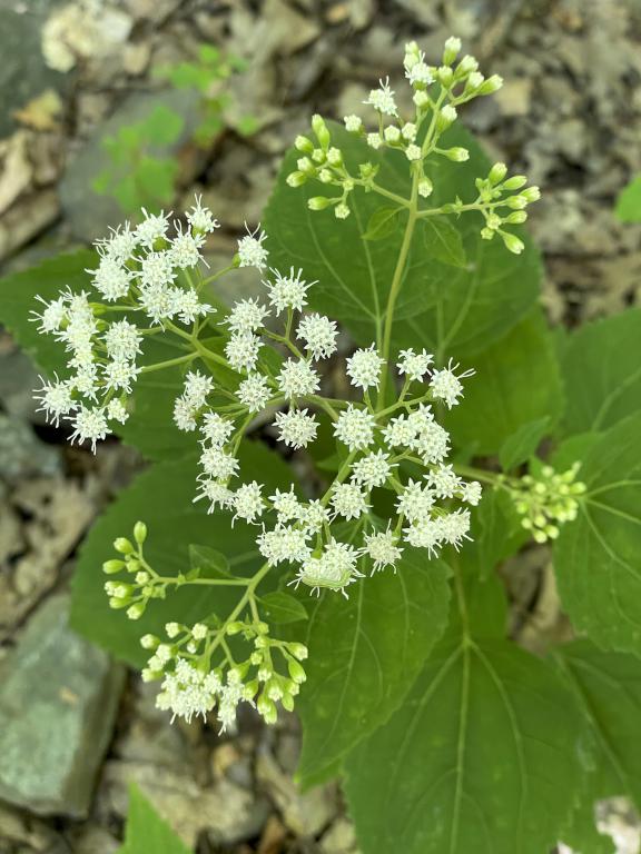 White Snakeroot (Ageratina altissima)