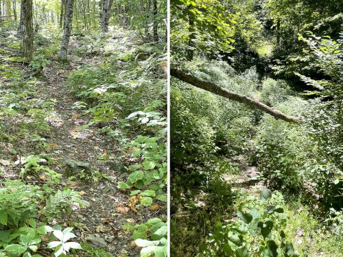 trail in September at Bird Mountain in southern Vermont