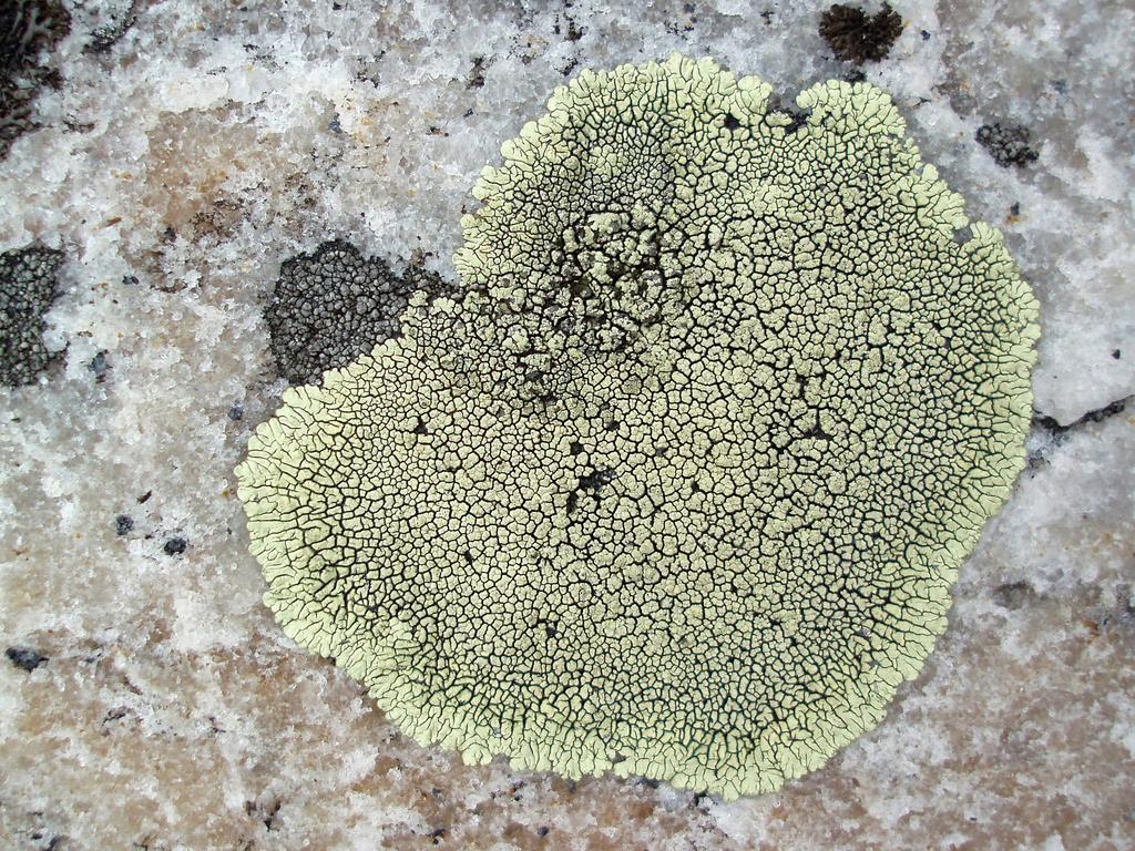 Golden Moonglow Lichen growing on quartzite rock atop Black Mountain in western New Hampshire