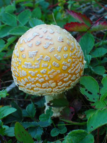 American Fly Agaric