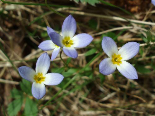 Alpine Bluet