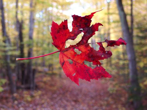 suspended leaf