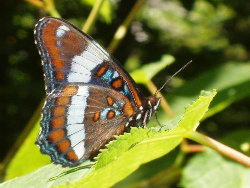 White Admiral