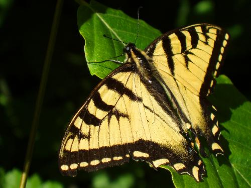 Eastern Tiger Swallowtail butterfly