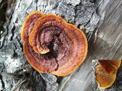 Yellow-red Gill Polypore