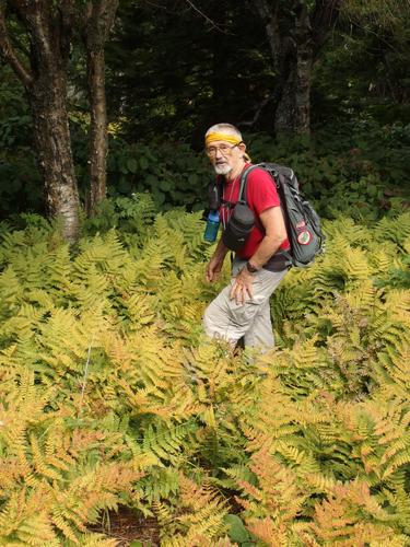 Dick in a fern field on Black Snout North Mountain in the Ossipee Range in central New Hampshire