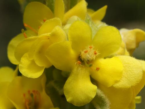 Common Mullein (Verbascum thapsus) in August on Black Snout North Mountain in central New Hampshire