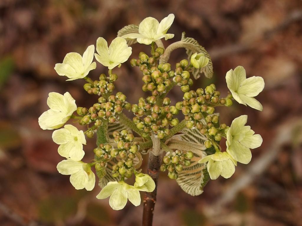 unfurling flower head and petals in May at Blood Mountain in southern New Hampshire