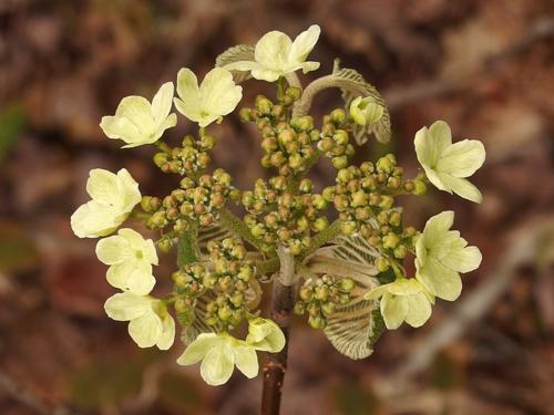 shrub unfurling flower head and petals in May at Blood Mountain in southern New Hampshire