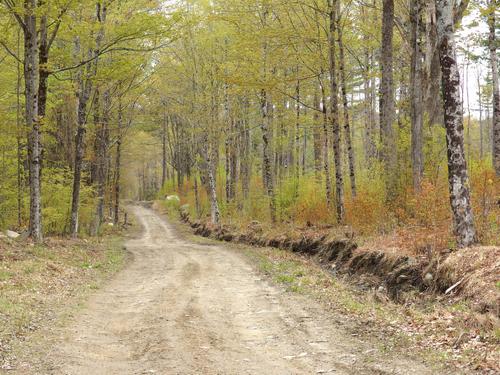 snowmobile trail in May leading to Blood Mountain near Goshen in southern New Hampshire