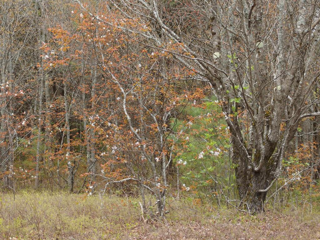 woods in May at Blood Mountain in southern New Hampshire