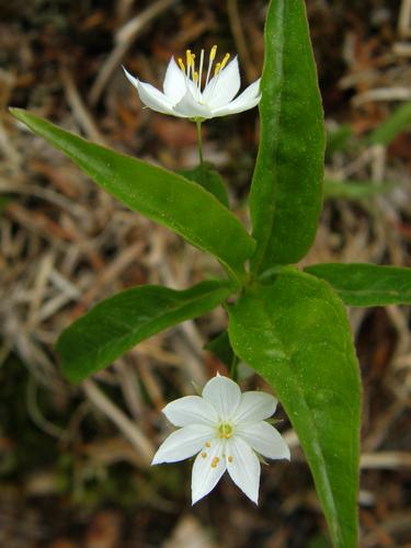 Starflower