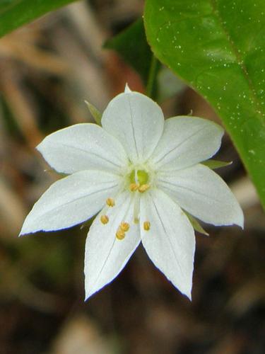 Starflower