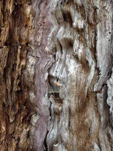 rotten tree trunk abstract art on Blue Mountain in the White Mountains of New Hampshire