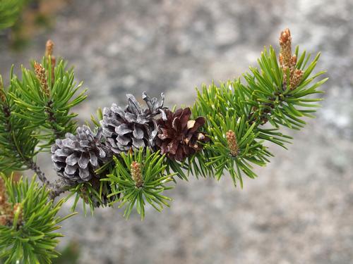 Scots Pine (Pinus sylvestris) at Blue Mountain in the White Mountains of New Hampshire