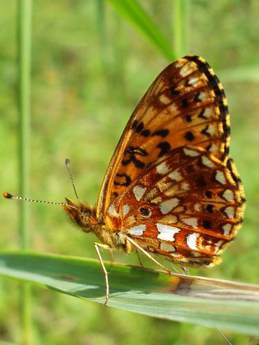 Silver-bordered Fritillary